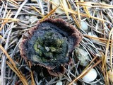 Thelephora terrestris image
