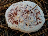 Hydnellum aurantiacum image