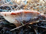 Hydnellum aurantiacum image