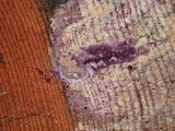 Trichaptum abietinum image