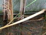 Mycena tubarioides image