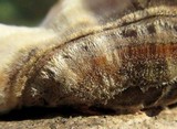 Trametes hirsuta image