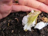 Exidiopsis effusa image
