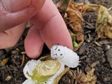 Exidiopsis effusa image