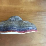 Fomitopsis mounceae image