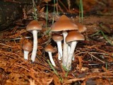 Psilocybe azurescens image