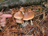 Psilocybe azurescens image