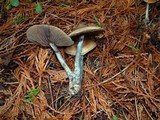 Psilocybe azurescens image