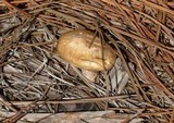 Suillus cothurnatus image