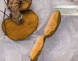 Suillus cothurnatus image