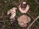 Cantharellus formosus image