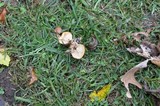 Marasmius strictipes image
