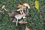Marasmius strictipes image