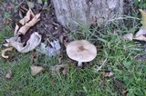 Pluteus petasatus image