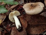 Russula brunneola image