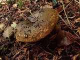 Lactarius turpis image