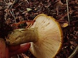 Lactarius turpis image