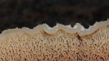 Merulius tremellosus image