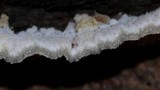 Merulius tremellosus image