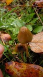 Psilocybe semilanceata image
