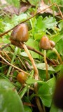 Psilocybe semilanceata image