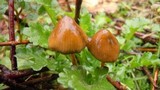 Psilocybe semilanceata image