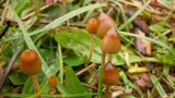 Psilocybe semilanceata image