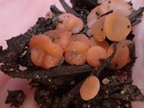 Pulvinula archeri image