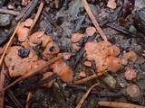 Pulvinula archeri image