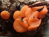 Pulvinula archeri image