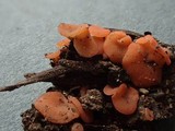Pulvinula archeri image