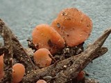 Pulvinula archeri image