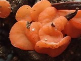 Pulvinula archeri image