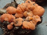 Pulvinula archeri image
