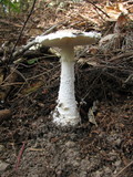 Amanita smithiana image