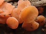 Pulvinula archeri image