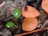 Pulvinula archeri image