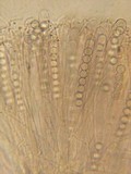 Pulvinula archeri image