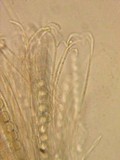 Pulvinula archeri image