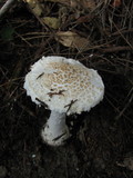 Amanita smithiana image