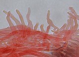 Baeospora myosura image