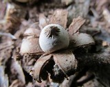 Geastrum kotlabae image