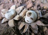 Geastrum kotlabae image