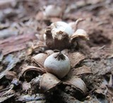 Geastrum kotlabae image