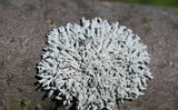 Physcia aipolia image