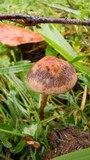 Panaeolus acuminatus image