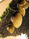 Crepidotus mollis image