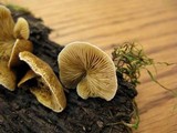 Crepidotus mollis image