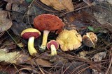 Chalciporus pseudorubinellus image