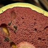 Chalciporus pseudorubinellus image